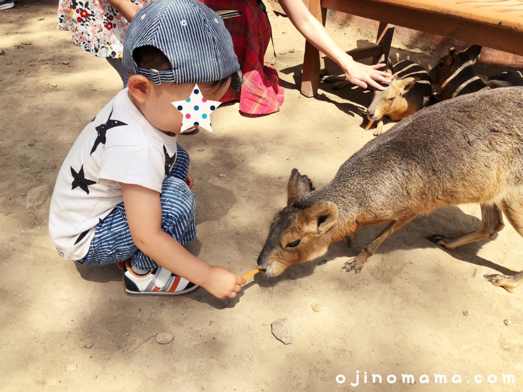 ノースサファリサッポロ 珍しい動物がたくさん ふれあえる動物園 サッポロママログ