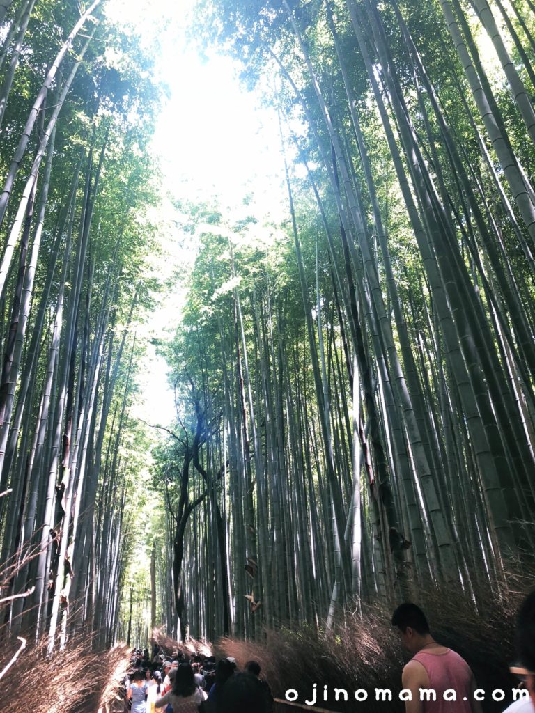 京都観光嵐山の竹林