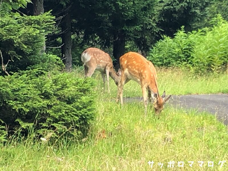 知床子連れ旅行観光鹿